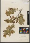 Foto von Salix hastata L.